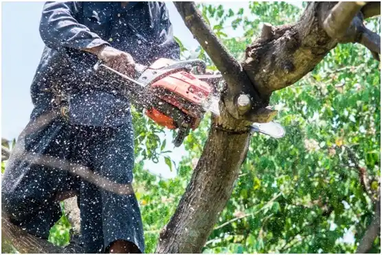 tree services Readstown